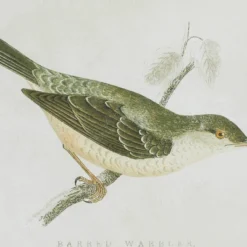 Wood Bird Framed Wall Art With Brown Frame Set Of 2 Brown - Olivia & May 10 Wood Bird Framed Wall Art With Brown Frame Set Of 2 Brown - Olivia & May -Safavieh Store GUEST 0beb76b2 07a9 4a97 8d40 faf5b1feca00