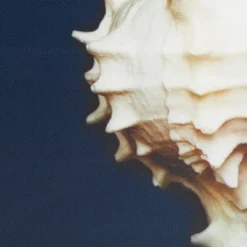 (Set Of 4) 12" Square Ocean Seashells Framed Canvas Decorative Wall Art Set Blue 12 (Set Of 4) 12" Square Ocean Seashells Framed Canvas Decorative Wall Art Set Blue -Safavieh Store GUEST 2842965b c666 426a 9439 6dda1db6cf5d