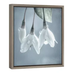 16" X 16" USA, Washington, Silverdale. Japanese Snowbell Tree Blossoms. Framed Canvas Wall Art - Amanti Art