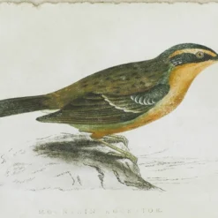 Wood Bird Framed Wall Art With Brown Frame Set Of 2 Brown - Olivia & May 9 Wood Bird Framed Wall Art With Brown Frame Set Of 2 Brown - Olivia & May -Safavieh Store GUEST d794fe1e dc07 4fb7 8b77 ca6b9ce2751a