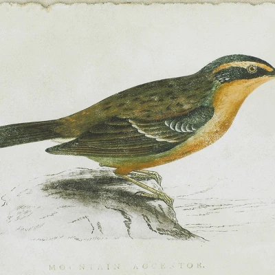 Wood Bird Framed Wall Art With Brown Frame Set Of 2 Brown - Olivia & May 5 Wood Bird Framed Wall Art With Brown Frame Set Of 2 Brown - Olivia & May - Image 3