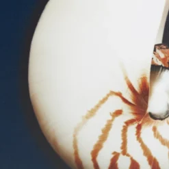 (Set Of 4) 12" Square Ocean Seashells Framed Canvas Decorative Wall Art Set Blue 13 (Set Of 4) 12" Square Ocean Seashells Framed Canvas Decorative Wall Art Set Blue -Safavieh Store GUEST f1e7bb4f 3318 4d46 a320 6e39c304d7ea